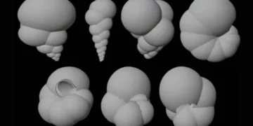 Des fossiles minuscules pour des robots plus intelligents