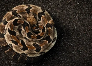 Mort d’un randonneur au Tennessee : que sait-on vraiment du crotale des bois ?