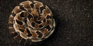 Mort d’un randonneur au Tennessee : que sait-on vraiment du crotale des bois ?