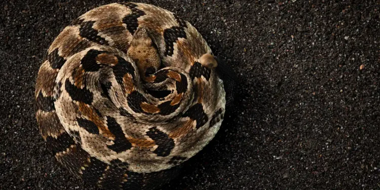 Mort d’un randonneur au Tennessee : que sait-on vraiment du crotale des bois ?