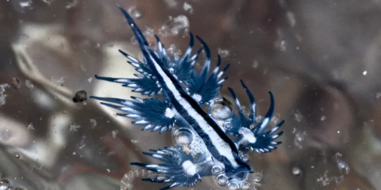 Rare et toxique, le dragon bleu agite le littoral espagnol en pleine saison estivale