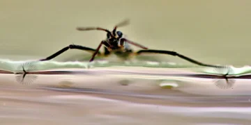 Les pieds automorphes, semblables à des ailes, améliorent la manœuvrabilité des robots aquatiques