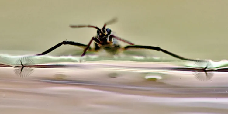 Les pieds automorphes, semblables à des ailes, améliorent la manœuvrabilité des robots aquatiques