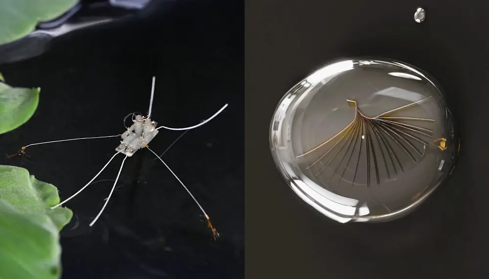 Les pieds du robot semi-aquatique Rhagobot, développé par des ingénieurs de l'université d'Ajou, imitent les pieds en éventail de Rhagovelia. Les éventails auto-morphes s'ouvrent sous l'eau (à droite) pour former une rame rigide permettant de manœuvrer avec agilité dans les eaux turbulentes.