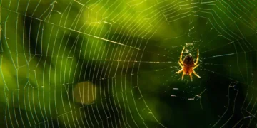 La toile d’araignée : merveille d’ingénierie naturelle depuis 400 millions d’années