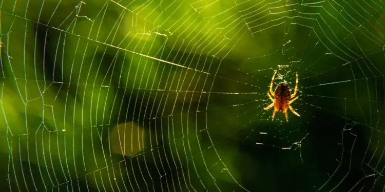 La toile d’araignée : merveille d’ingénierie naturelle depuis 400 millions d’années
