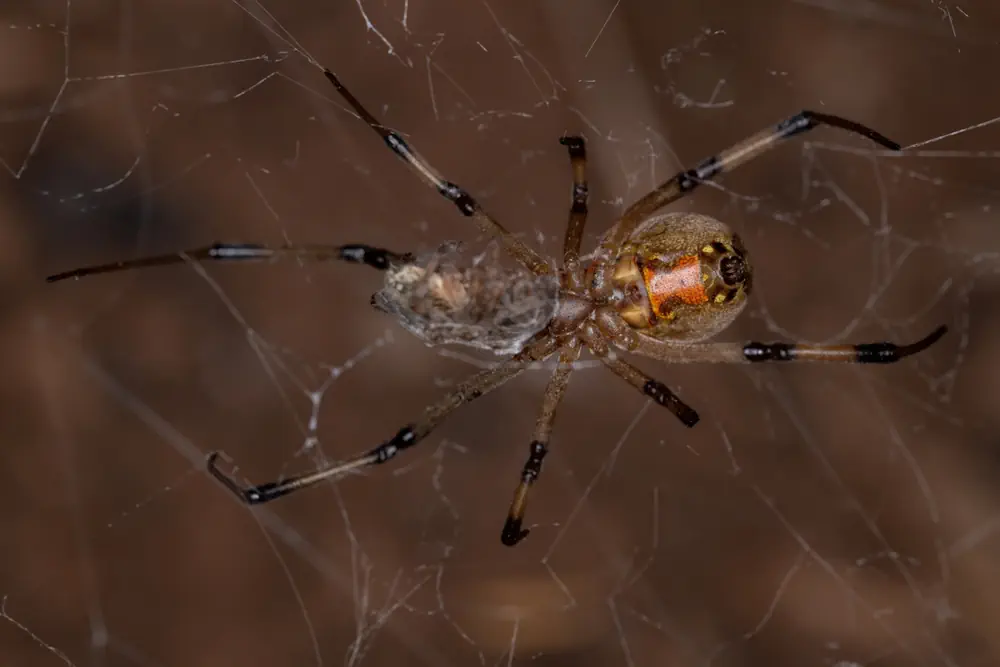 Une veuve noire construit des toiles d’araignée tridimensionnelles.