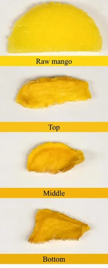 Les tranches de mangue séchées sur différents étages (en haut, au milieu et en bas) à l'intérieur d'une chambre de déshydratation ont conservé la couleur jaune vif de la mangue crue.