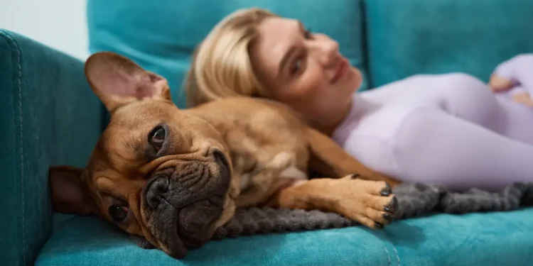 Journée mondiale du chien : 45 minutes suffisent pour revenir à un état de calme