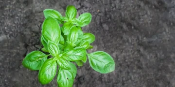 La plantation de basilic près des haricots verts repousse naturellement certains ravageurs