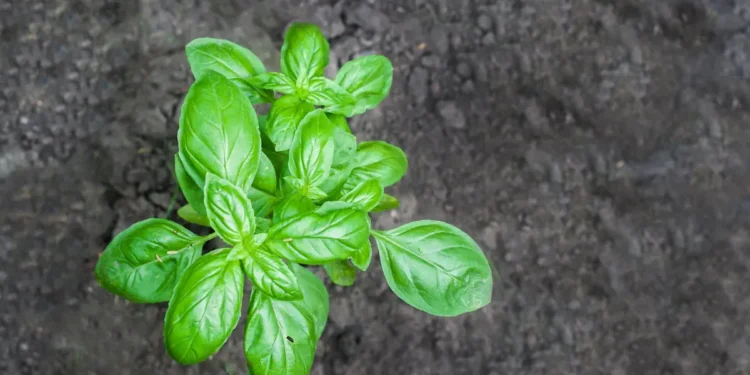 La plantation de basilic près des haricots verts repousse naturellement certains ravageurs