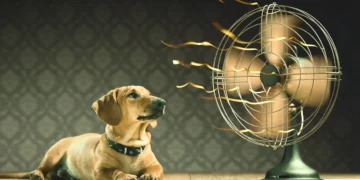 Une étude texane révèle que les vagues de chaleur peuvent être à l'origine d'un air plus pollué