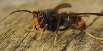 La prolifération du frelon asiatique en France : état des lieux et riposte