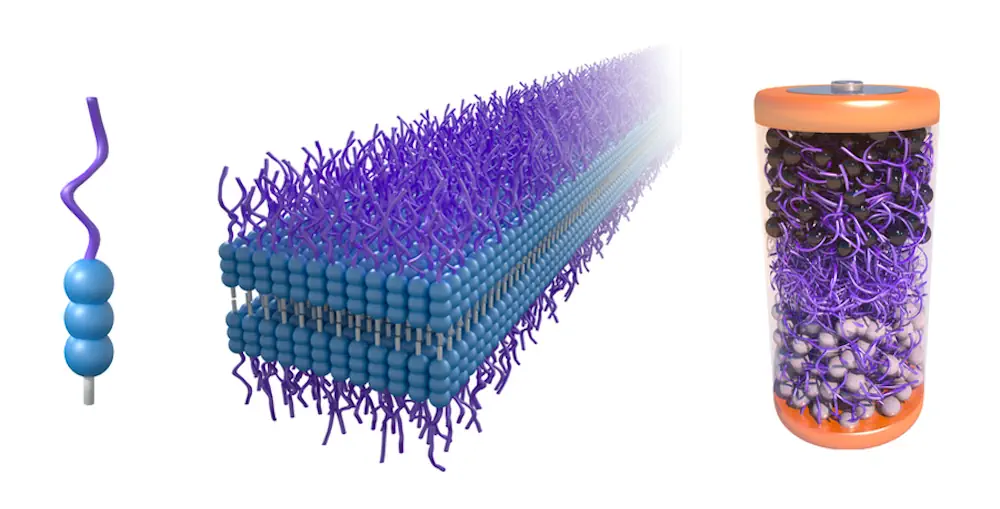 Un rendu montre (à gauche) la molécule mPEGAA conçue par les chercheurs, (au milieu) comment les molécules s'auto-assemblent en nanorubans, et (à droite) comment les molécules sont utilisées pour l'électrolyte de la batterie.