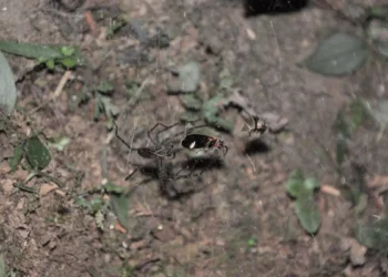 Une araignée utilise des lucioles piégées comme appât lumineux