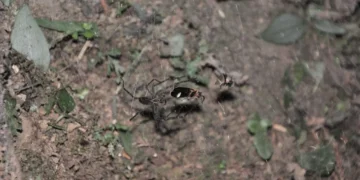 Une araignée utilise des lucioles piégées comme appât lumineux