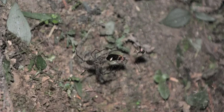 Une araignée utilise des lucioles piégées comme appât lumineux