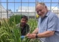 Mise au point de plants de blé qui stimulent la production de leur propre engrais