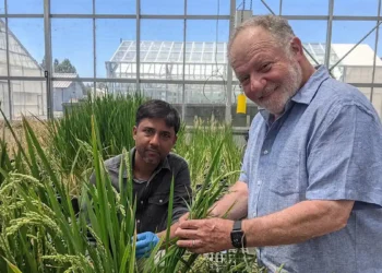 Mise au point de plants de blé qui stimulent la production de leur propre engrais