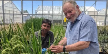 Mise au point de plants de blé qui stimulent la production de leur propre engrais