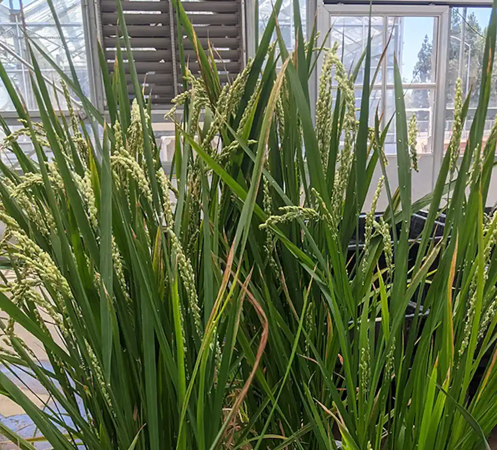 Si les cultures céréalières pouvaient être modifiées pour utiliser l'azote plus efficacement, elles auraient besoin de moins d'engrais riches en azote pour croître.