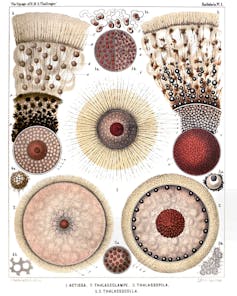 illustrations of plankton