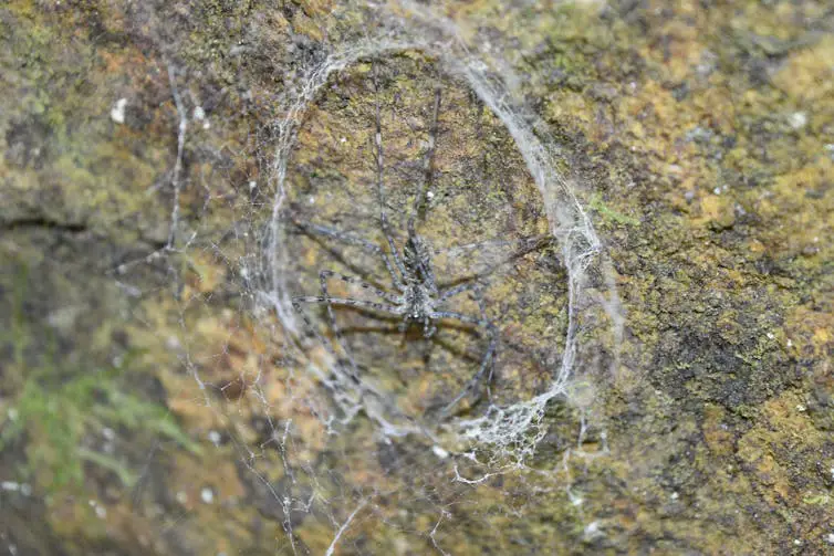 Une araignée noire et brune camouflée sur un rocher recouvert de mousse, avec une toile circulaire et plate autour d’elle, collée au rocher