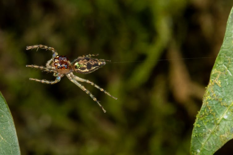 Une araignée brune aux reflets verts en plein vol, attachée à une feuille derrière elle par un fin fil de soie