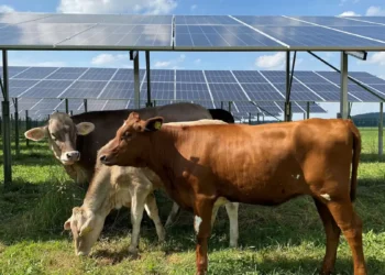 L’usine Nestlé de Biessenhofen mise sur l’agrivoltaïsme pour enrichir son bilan carbone