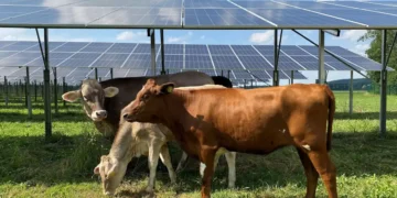L’usine Nestlé de Biessenhofen mise sur l’agrivoltaïsme pour enrichir son bilan carbone