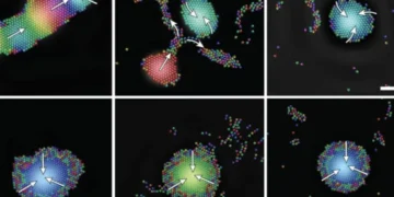 De minuscules robots utilisent le son pour s'auto-organiser en groupes intelligents