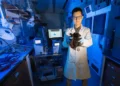Des écrans plats à la bio-imagerie : L'algue des Sargasses à bon escient