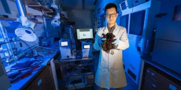 Des écrans plats à la bio-imagerie : L'algue des Sargasses à bon escient