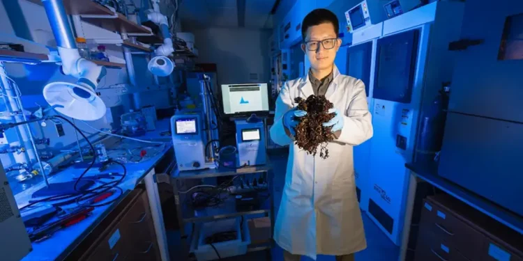 Des écrans plats à la bio-imagerie : L'algue des Sargasses à bon escient