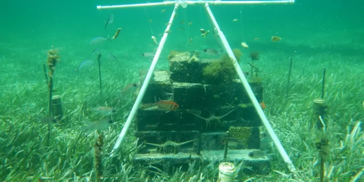 Les herbiers marins peuvent stocker plus de carbone avec l’apport raisonnable d’éléments nutritifs