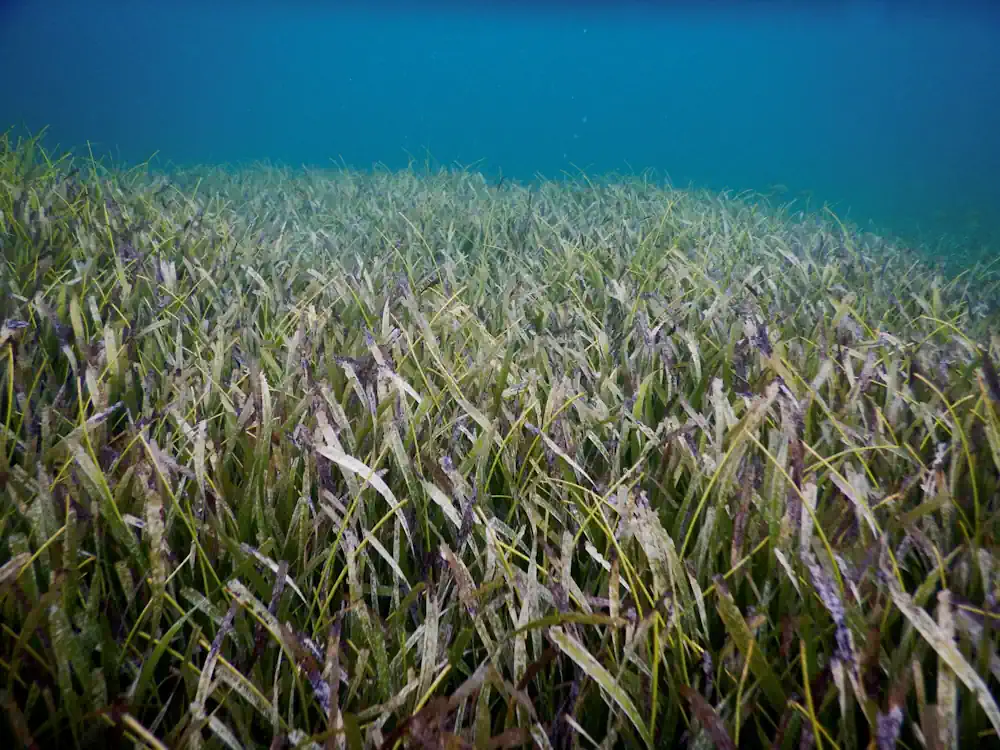 Des chercheurs de l'université du Michigan, dont Bridget Shayka, récemment titulaire d'un doctorat, ont étudié l'impact des nutriments sur les herbiers marins. Ils ont étudié des parcelles d'herbes marines poussant dans une baie des Bahamas, où Shayka a pris cette photo.