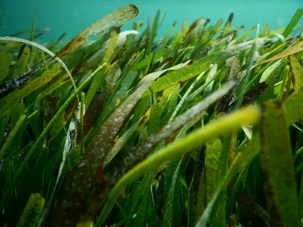 Des chercheurs de l'université du Michigan, dont Bridget Shayka, récemment titulaire d'un doctorat, ont étudié l'impact des nutriments sur les herbiers marins. Ils ont étudié des parcelles d'herbes marines poussant dans une baie des Bahamas, où Shayka a pris cette photo
