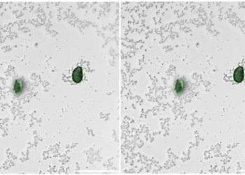 Des bactéries qui "éclairent" la pollution microplastique