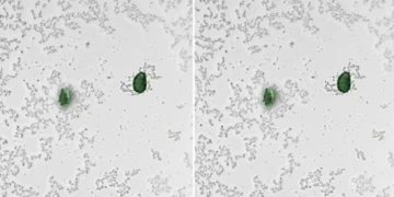 Des bactéries qui "éclairent" la pollution microplastique