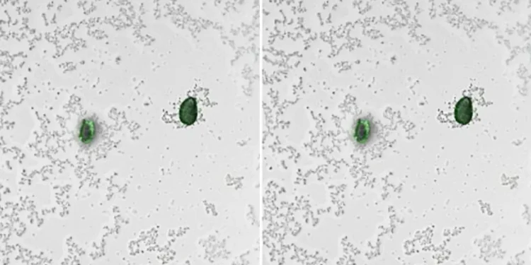 Des bactéries qui "éclairent" la pollution microplastique