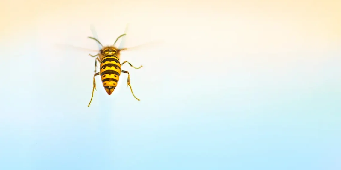 Pourquoi les guêpes sont insupportables à la fin de l’été