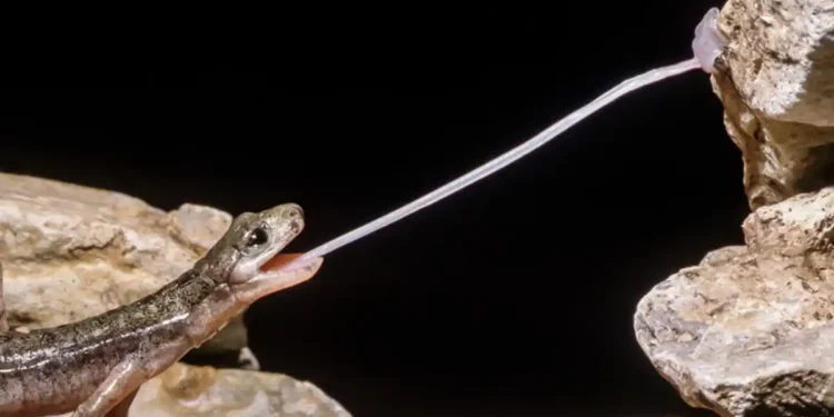 Leur langue est une arme bio-mécanique et les ingénieurs veulent la copier