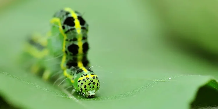 Les intestins des chenilles pourraient-ils contribuer à la fabrication de nanomatériaux ?