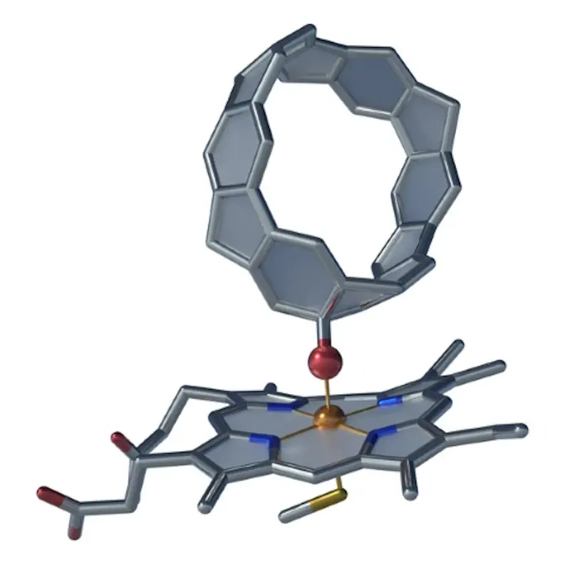 Les enzymes présentes dans les intestins des vers gris du tabac (en bas) peuvent rompre des liaisons carbone-carbone très stables et glisser un atome d'oxygène supplémentaire (boule rouge) dans les ceintures de nanocarbone (en haut). Ce phénomène pourrait s'inscrire dans le cadre d'un processus qui rend les substances présentes dans les intestins des larves plus solubles dans l'eau en vue de leur excrétion. 