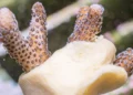 En Italie, 2 nouvelles solutions pour la protection des coraux : une biopâte conductrice et un patch cicatrisant naturel