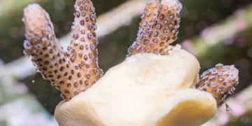 En Italie, 2 nouvelles solutions pour la protection des coraux : une biopâte conductrice et un patch cicatrisant naturel