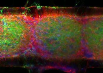 Les organoïdes cérébraux pourraient déboucher sur une IA économe en énergie