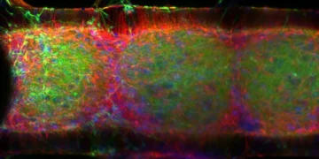 Les organoïdes cérébraux pourraient déboucher sur une IA économe en énergie