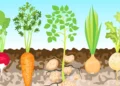 Première preuve que les nanoparticules de plastique peuvent s'accumuler dans les parties comestibles des légumes