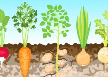 Première preuve que les nanoparticules de plastique peuvent s'accumuler dans les parties comestibles des légumes